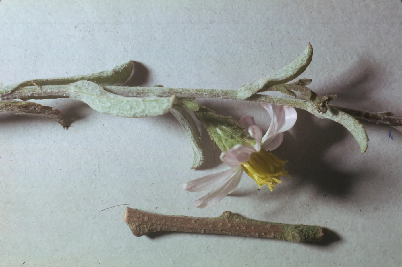 Corethrogyne filaginifolia