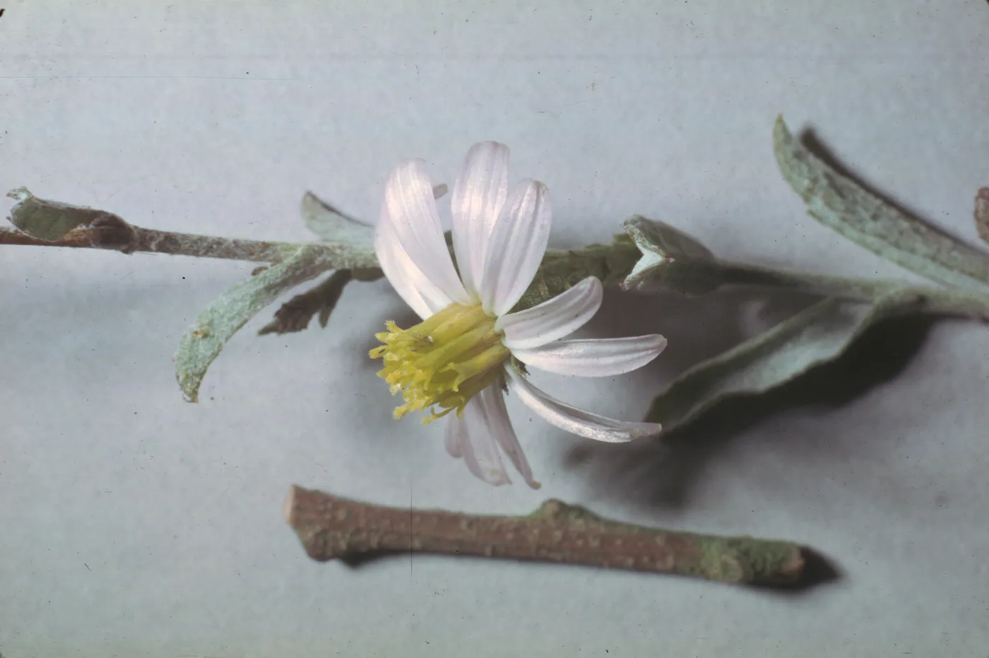Corethrogyne filaginifolia