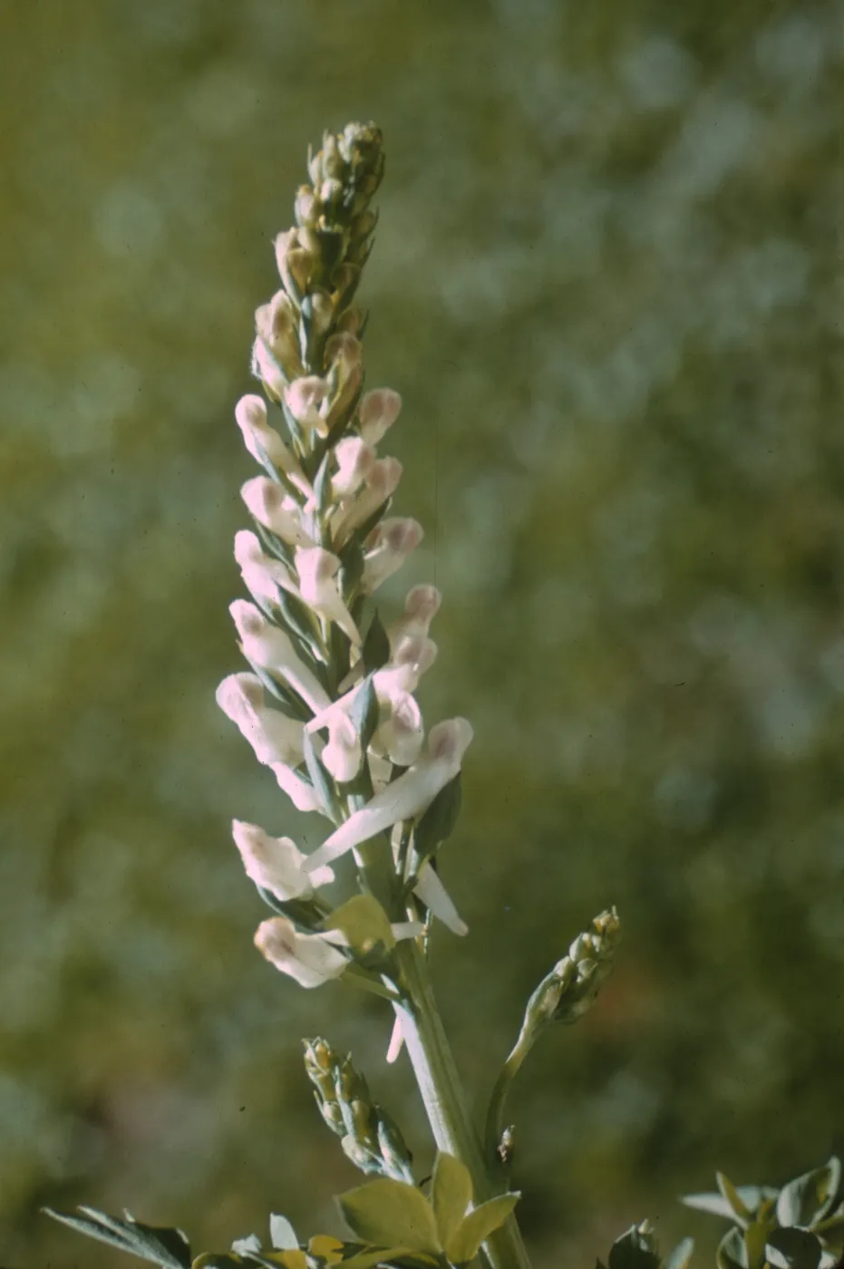 Corydalis caseana