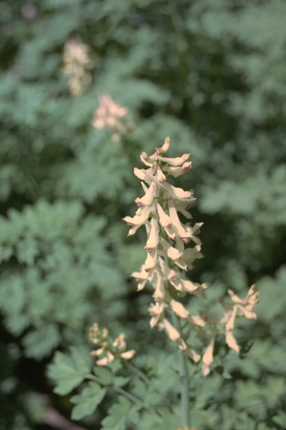 Corydalis caseana