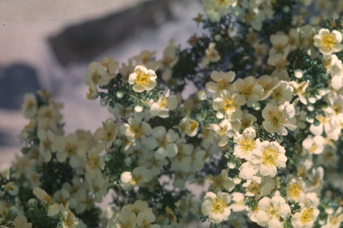 Cowania mexicana var. stansburiana
