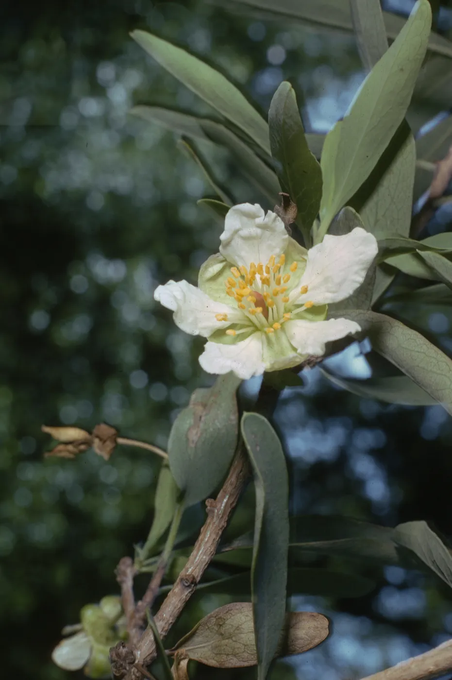 Crossosoma californicum