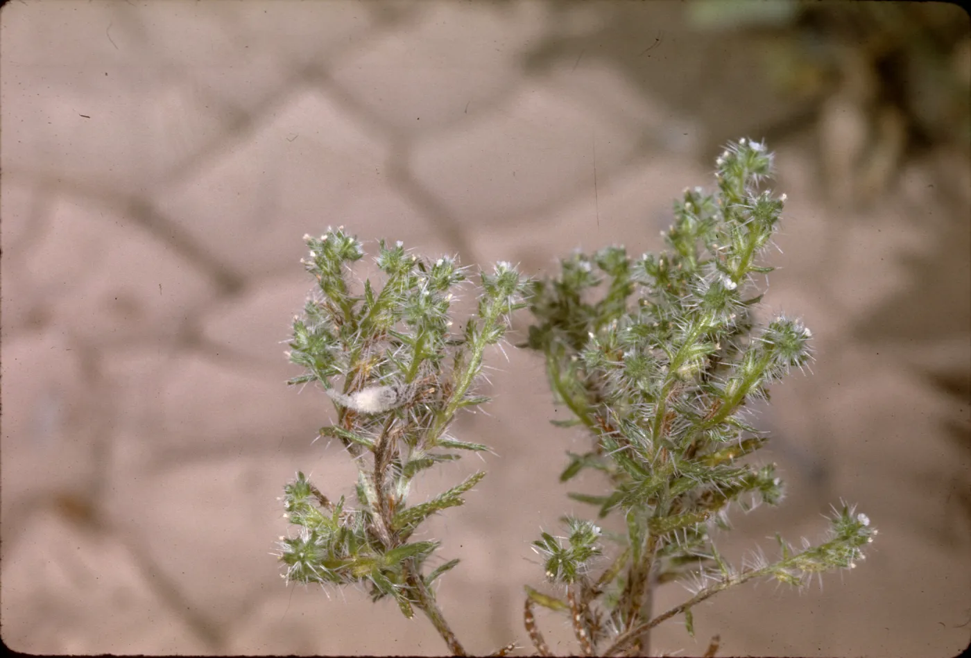 Cryptantha maritima