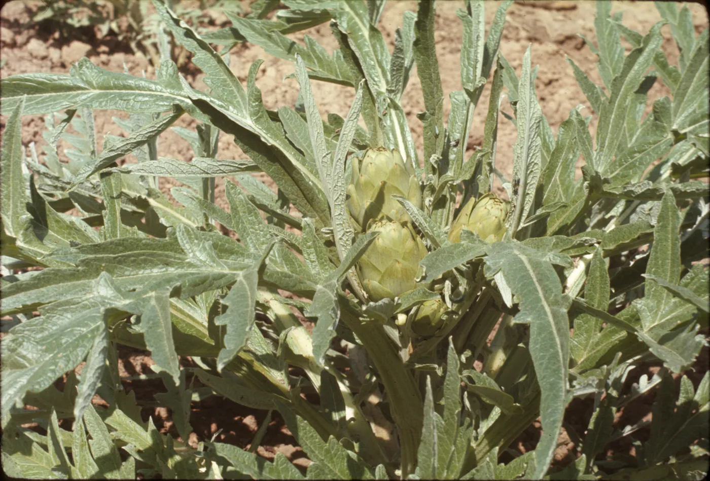 Cynara scolymus