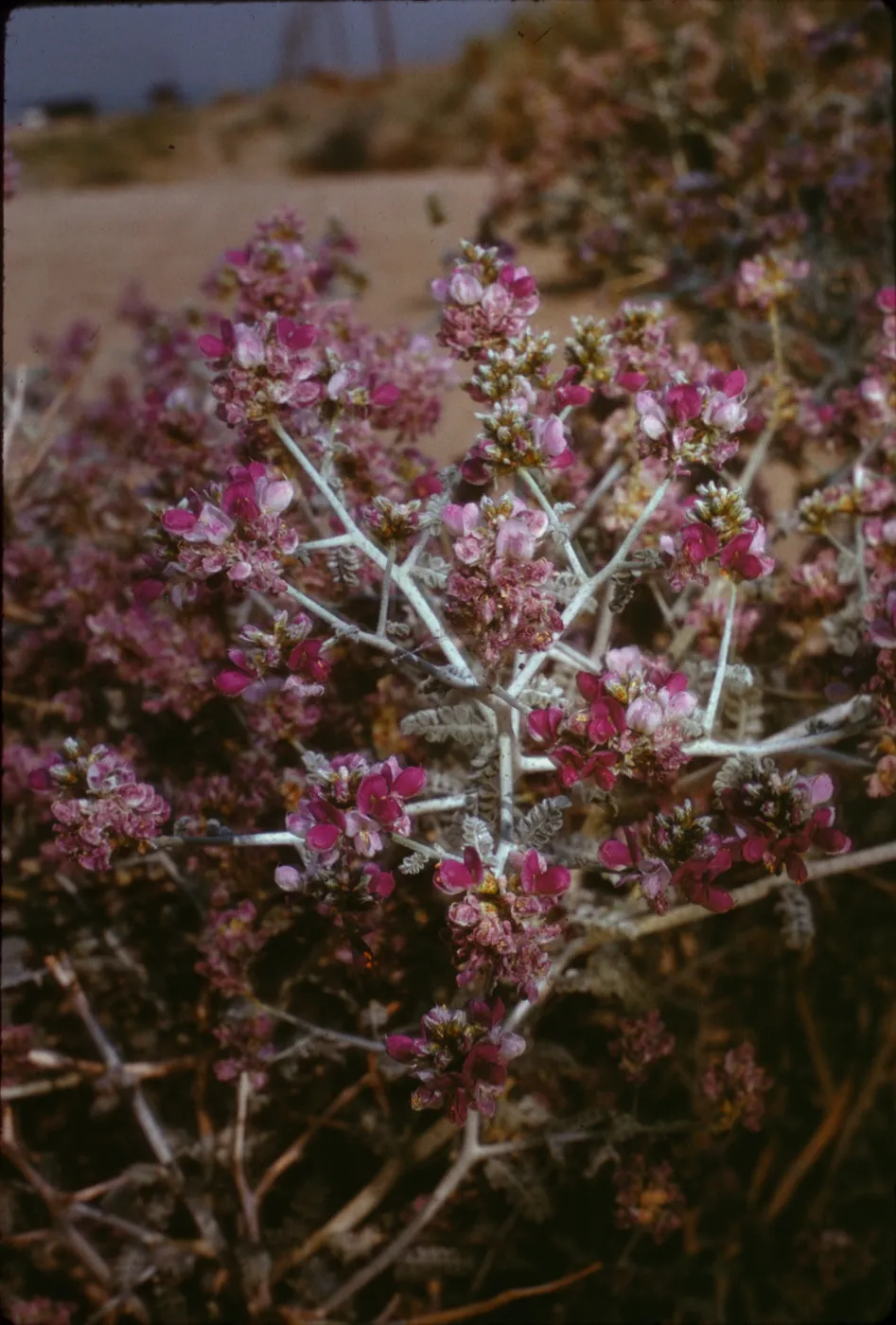 Dalea polydenia