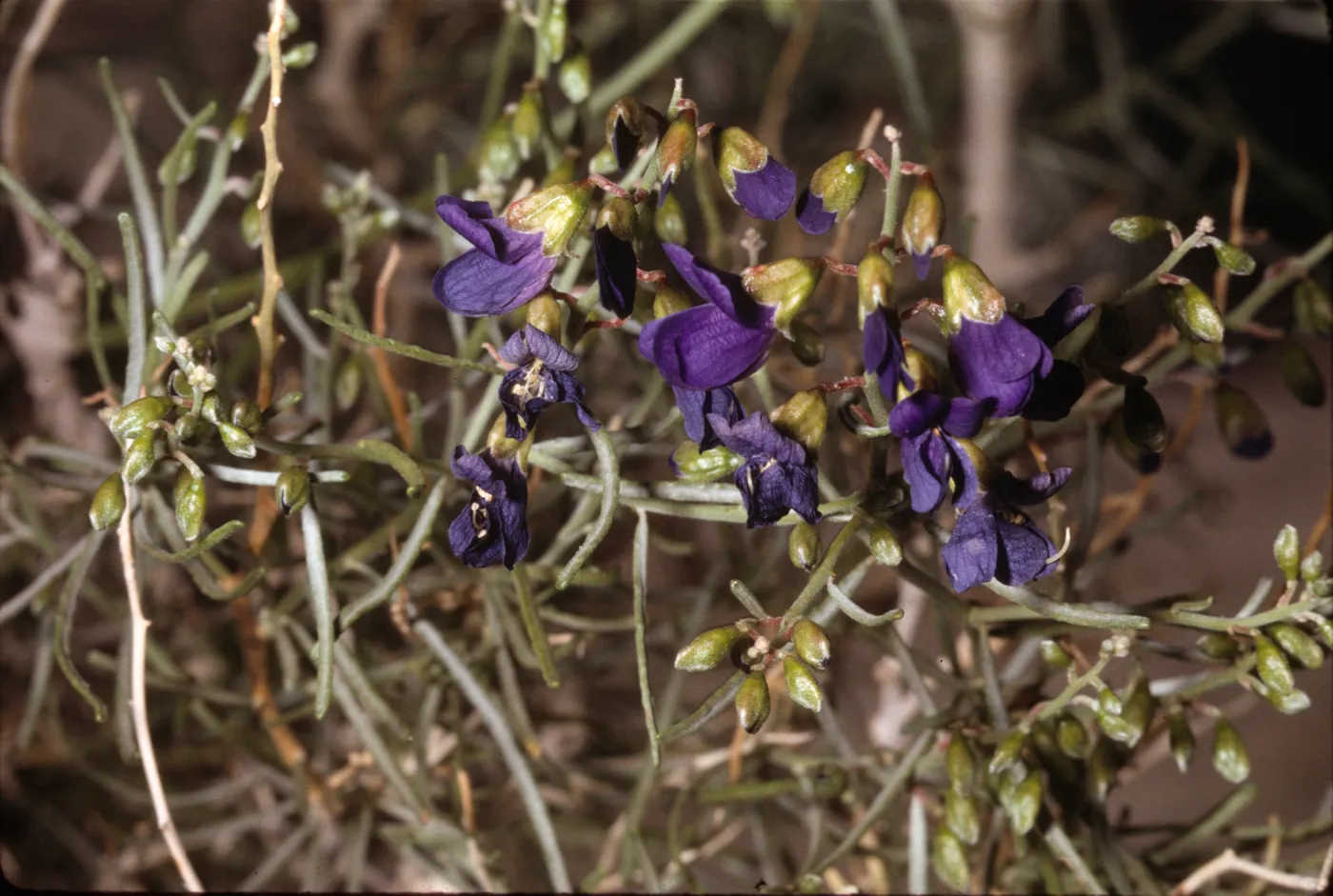Dalea schottii