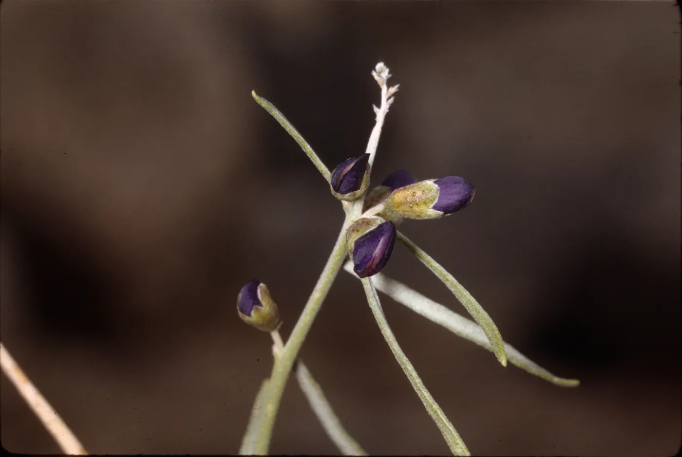 Dalea schottii