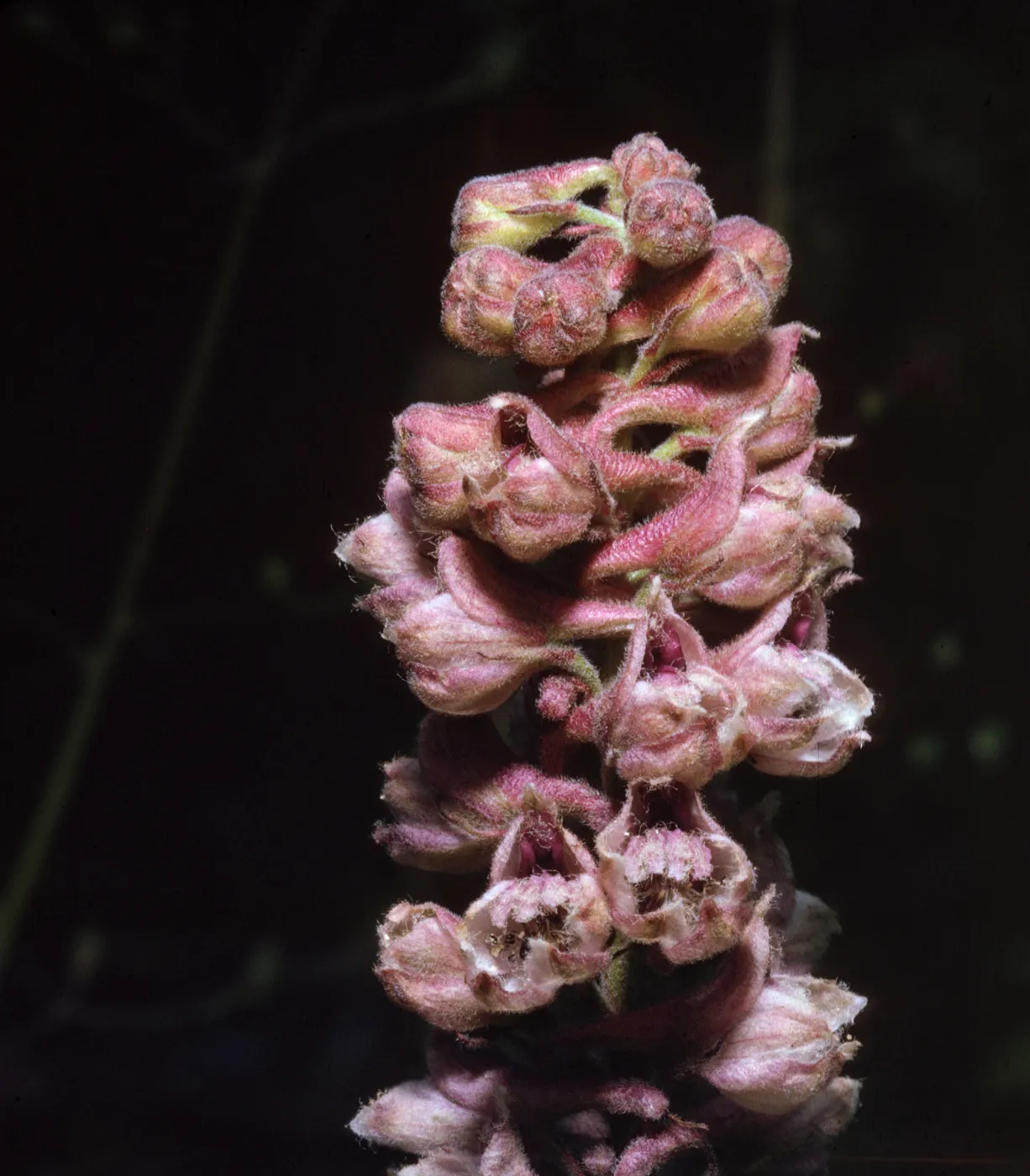 Delphinium
