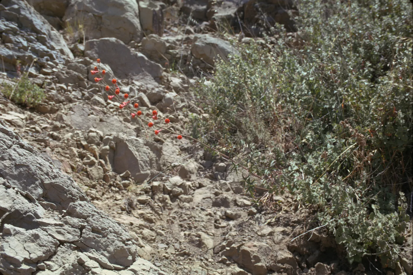 Delphinium cardinale
