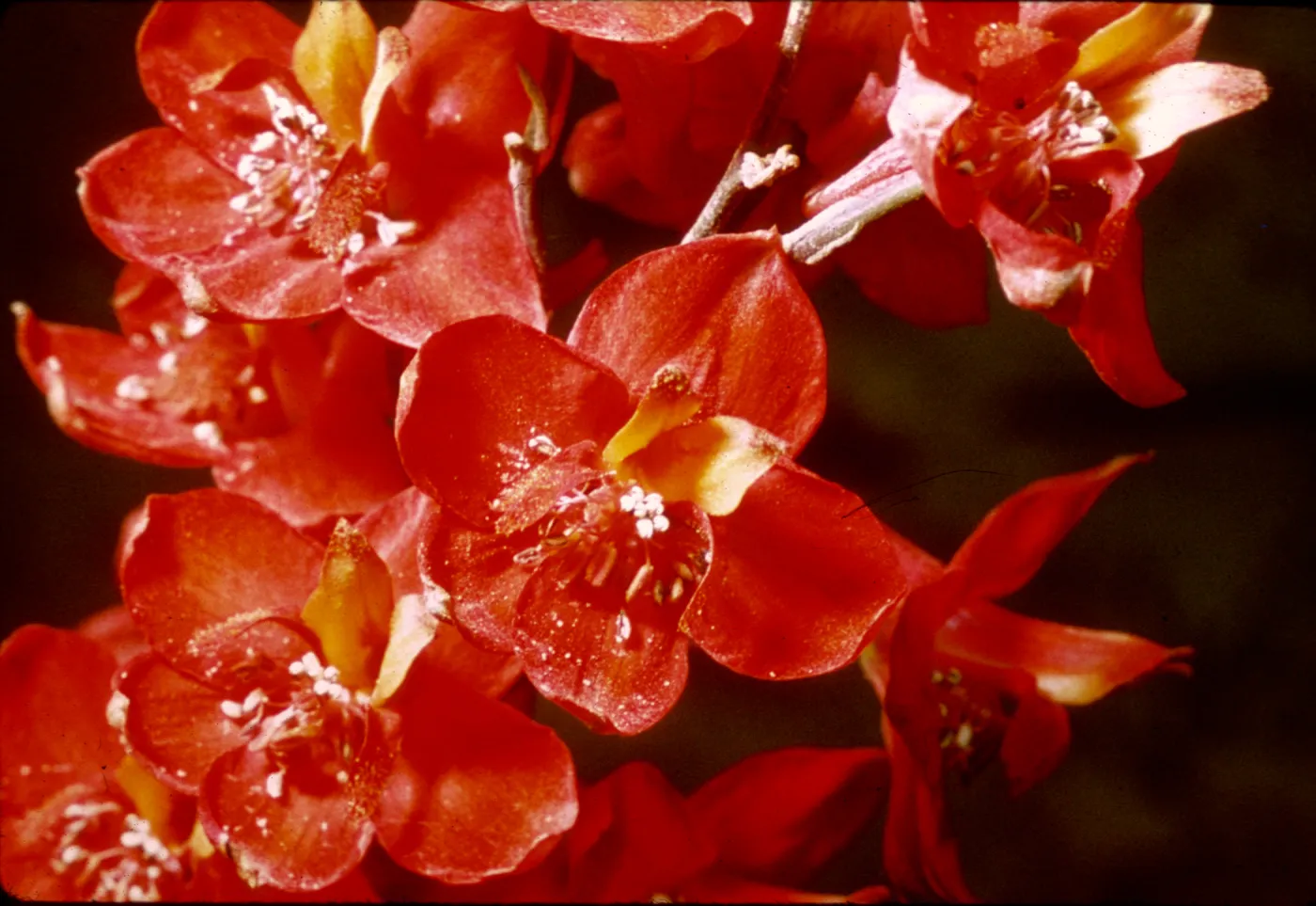 Delphinium cardinale