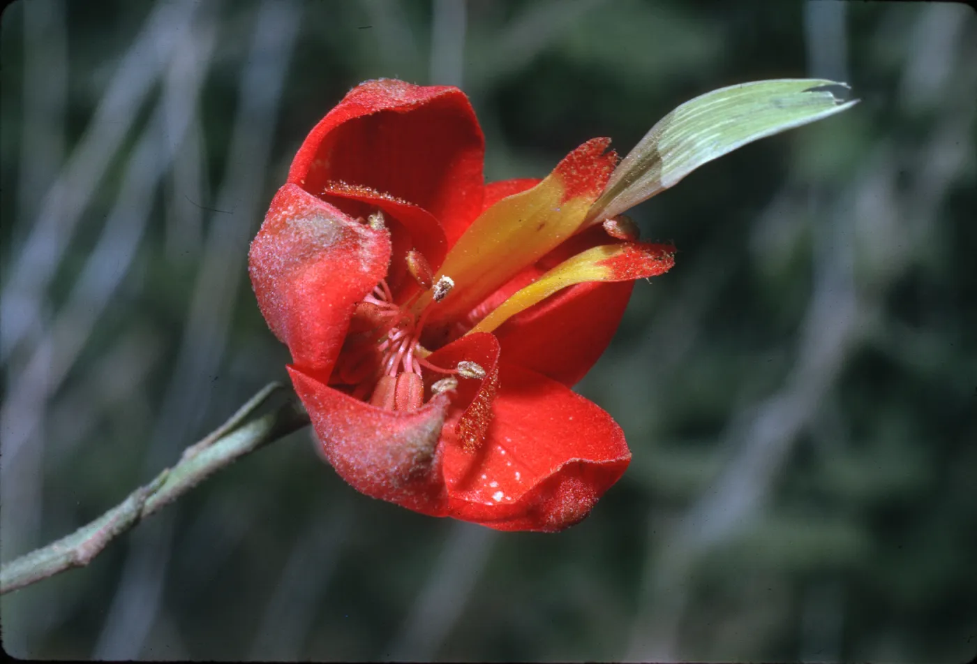 Delphinium cardinale