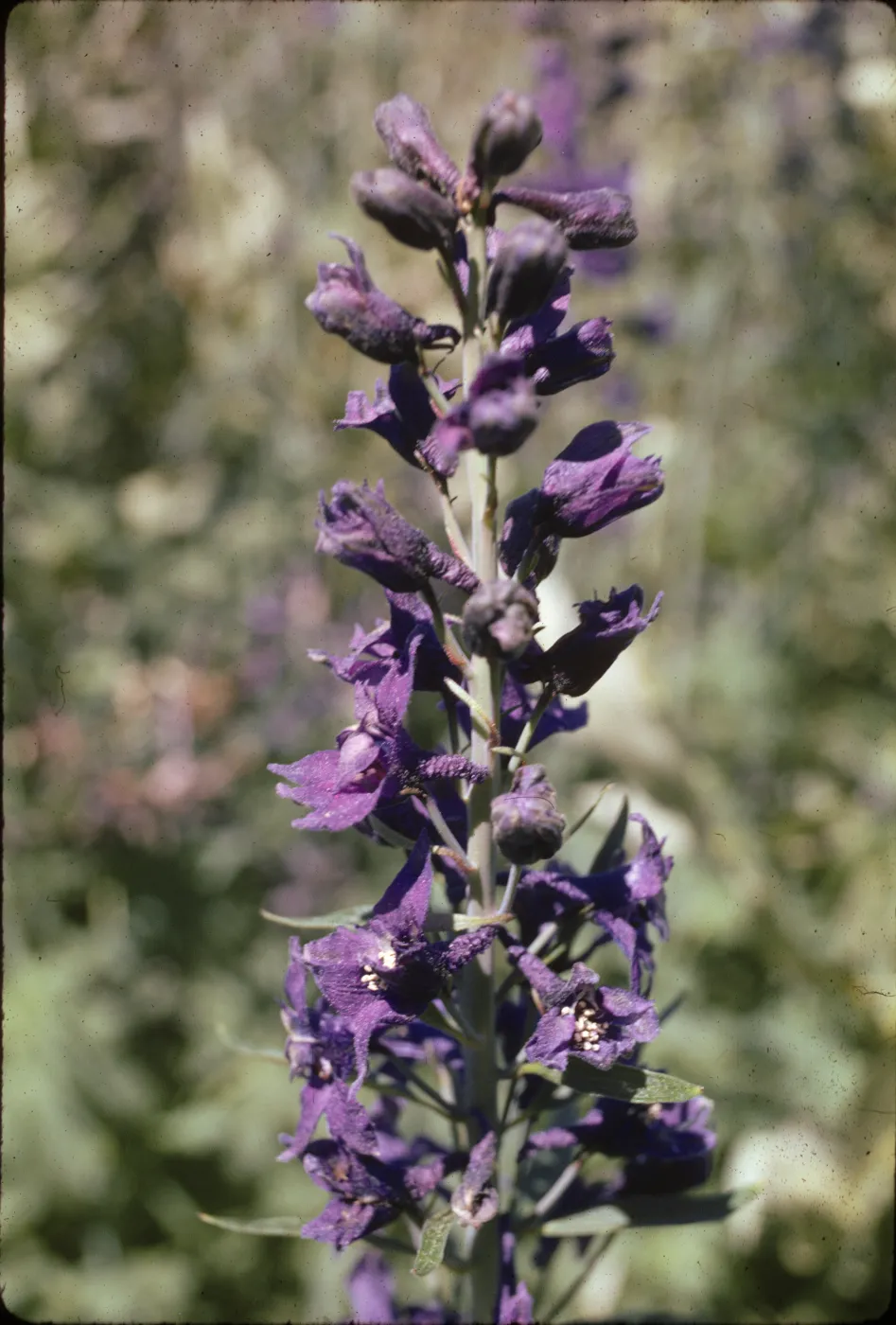 Delphinium glaucum