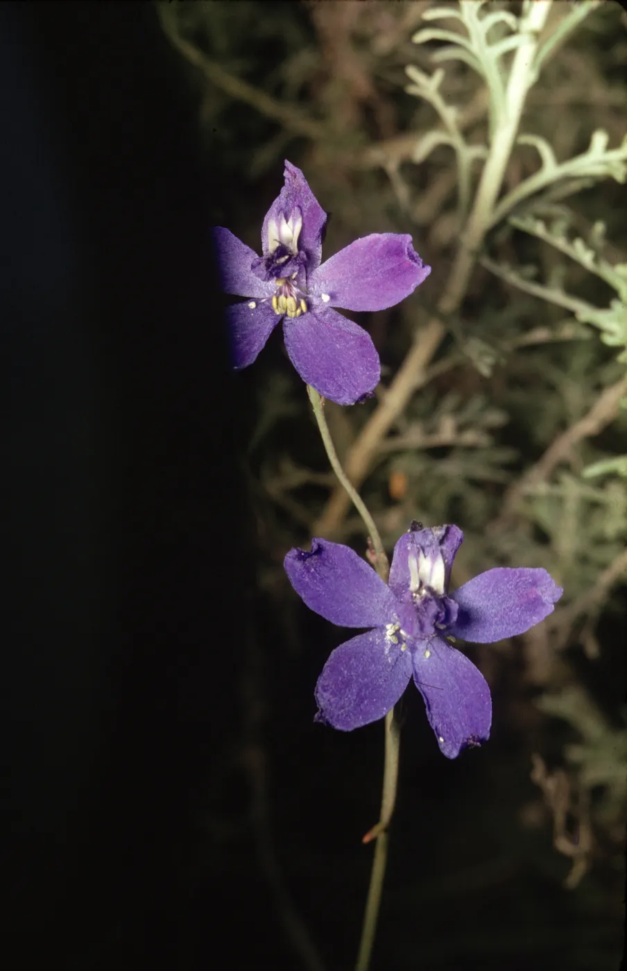 Delphinium parryi
