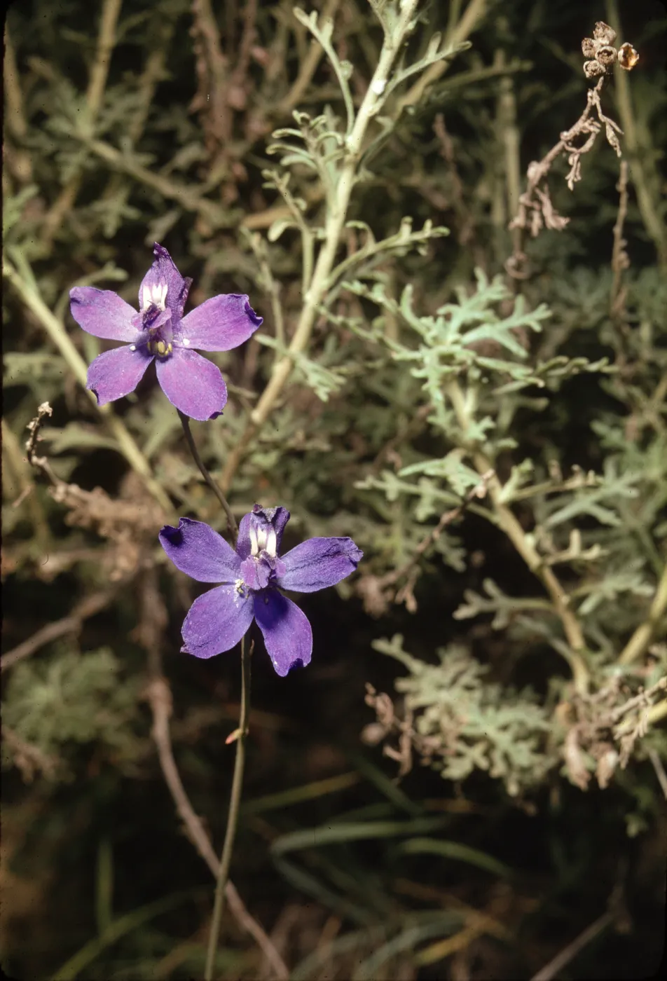 Delphinium parryi