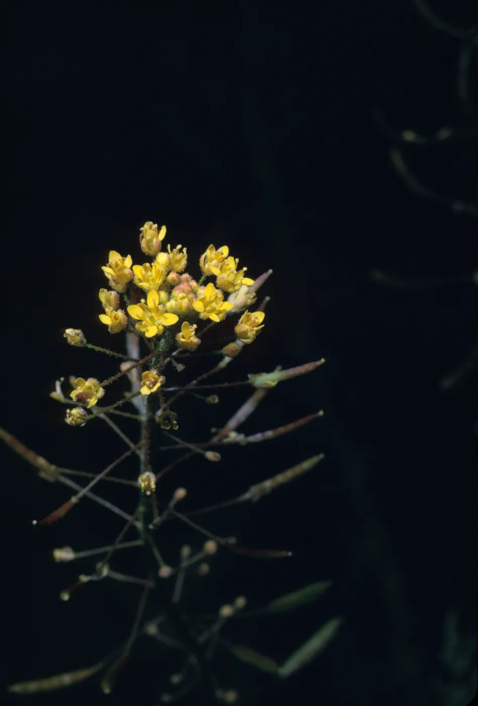 Descurainia pinnata ssp. menziesii