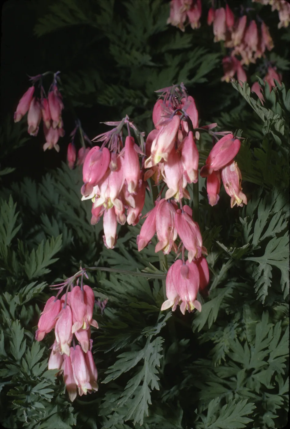 Dicentra formosa