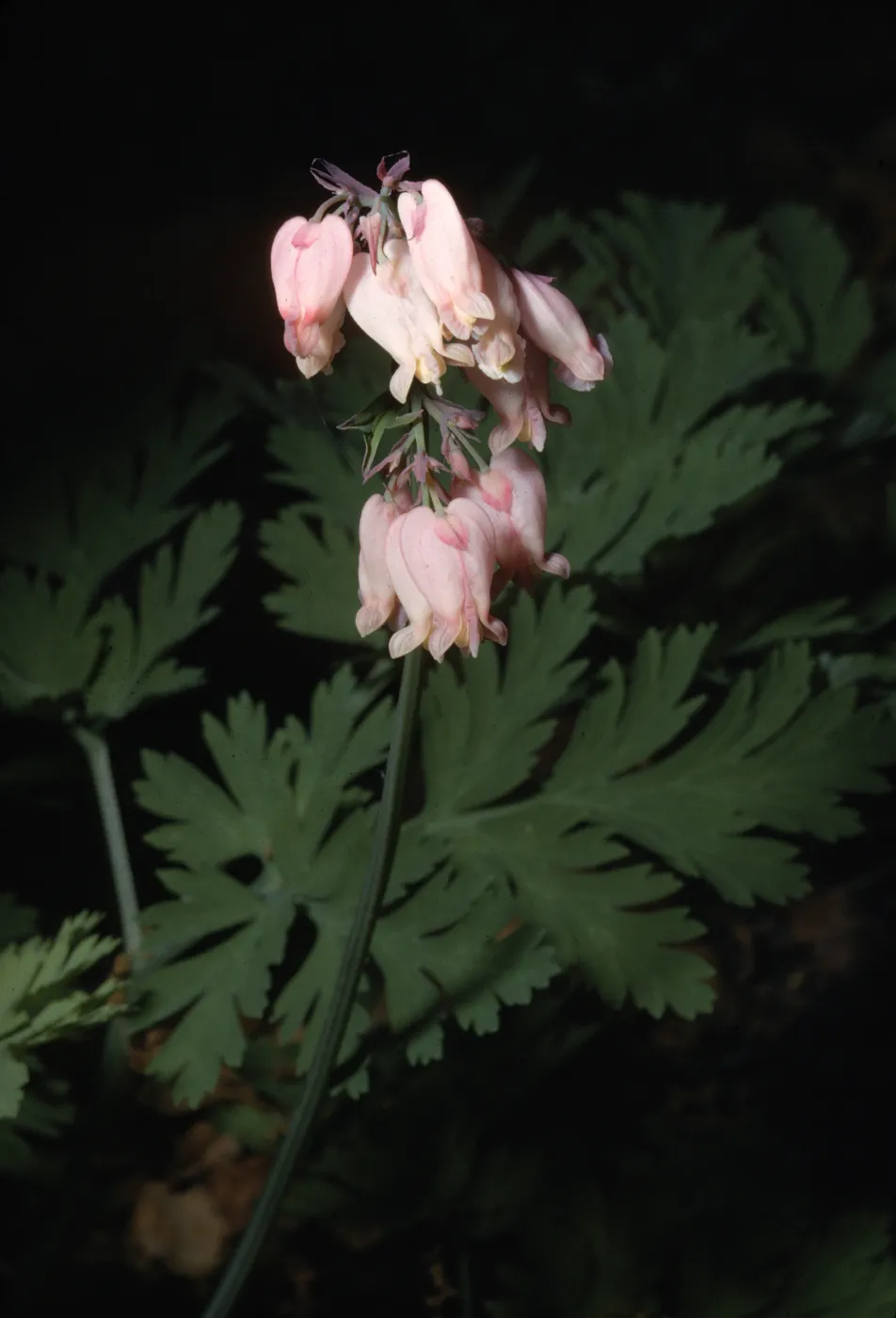Dicentra formosa