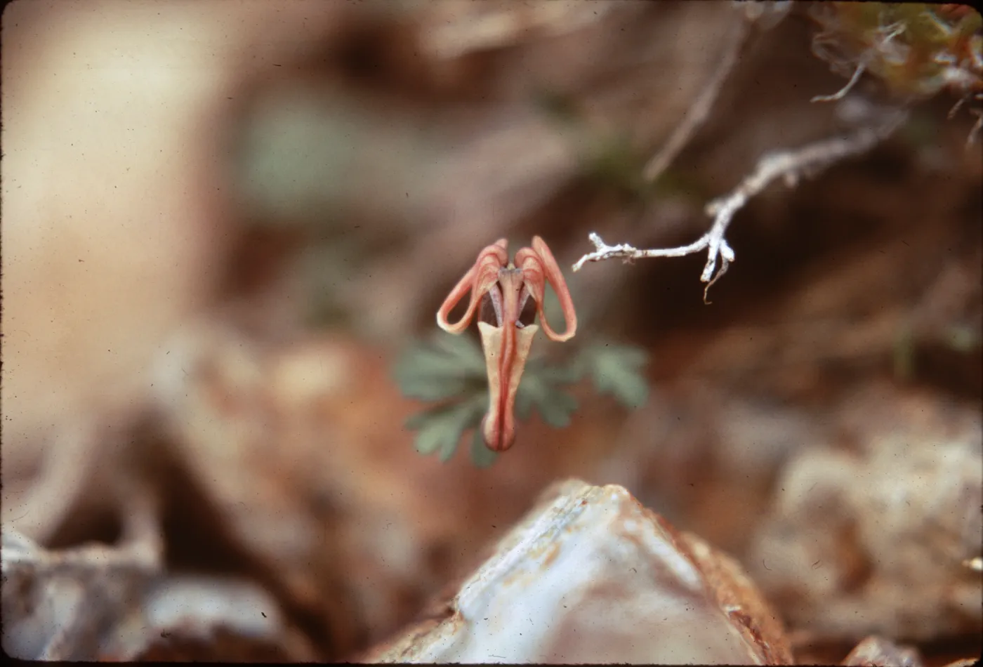 Dicentra uniflora