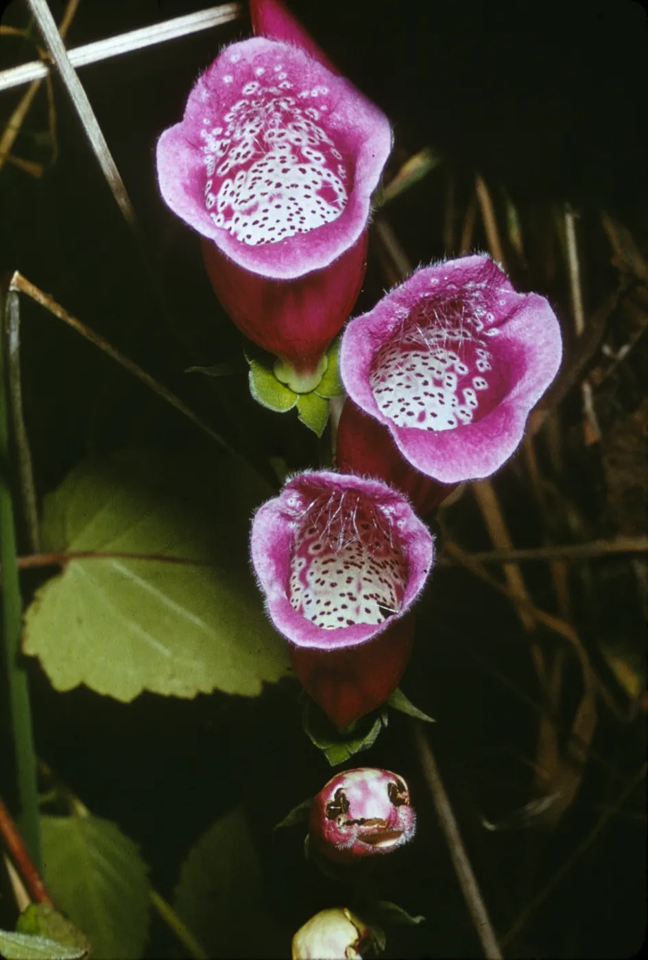 Digitalis purpurea