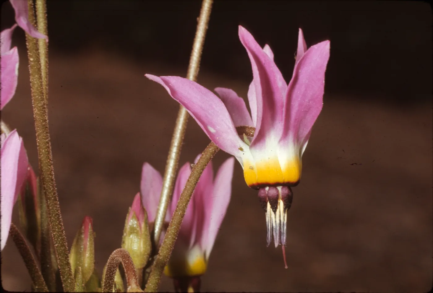 Dodecatheon clevelandii ssp. insulare