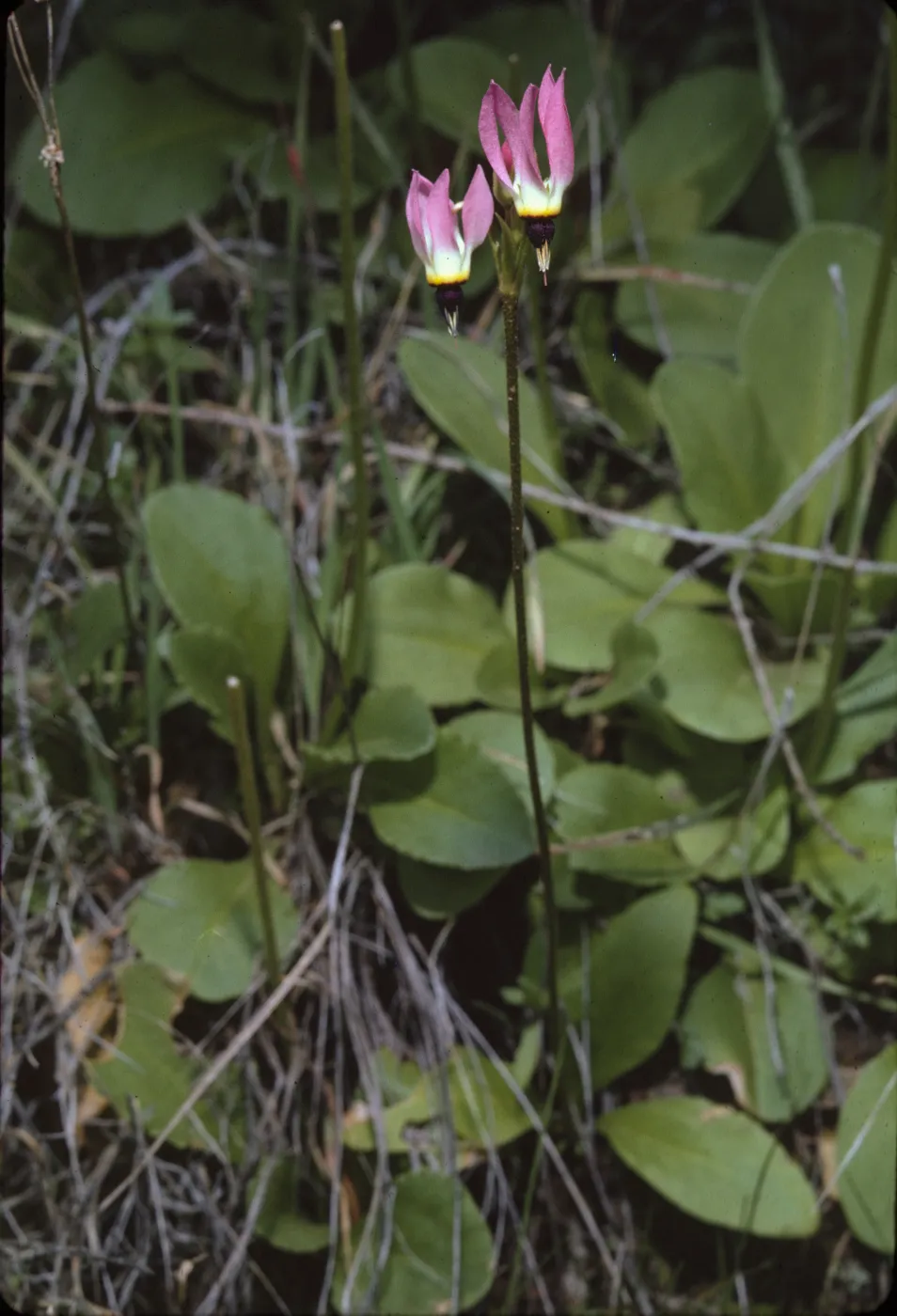 Dodecatheon clevelandii