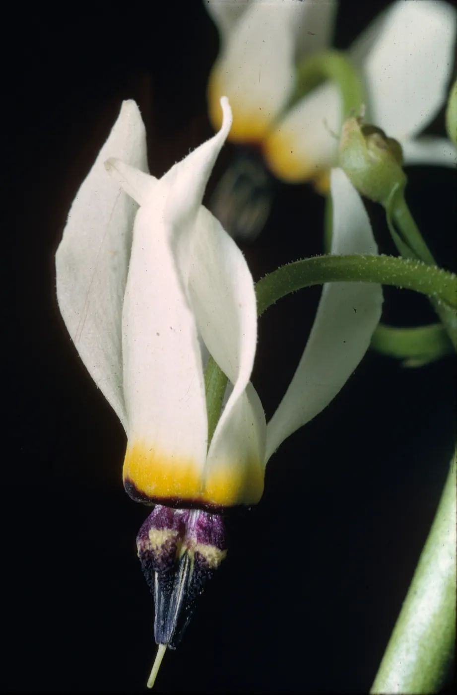 Dodecatheon clevelandii ssp. sanctarum