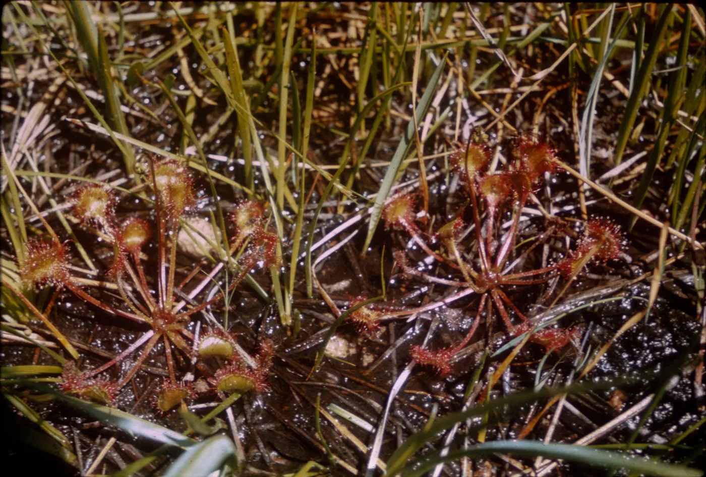 Drosera rotundifolia