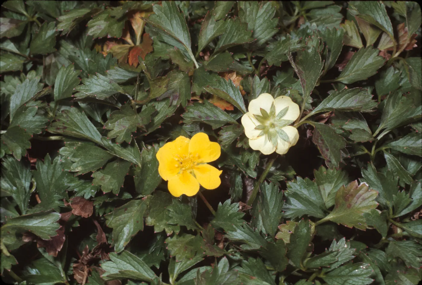 Duchesnea indica
