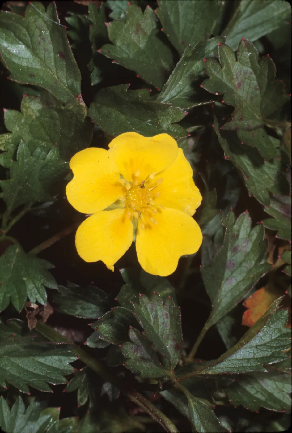 Duchesnea indica