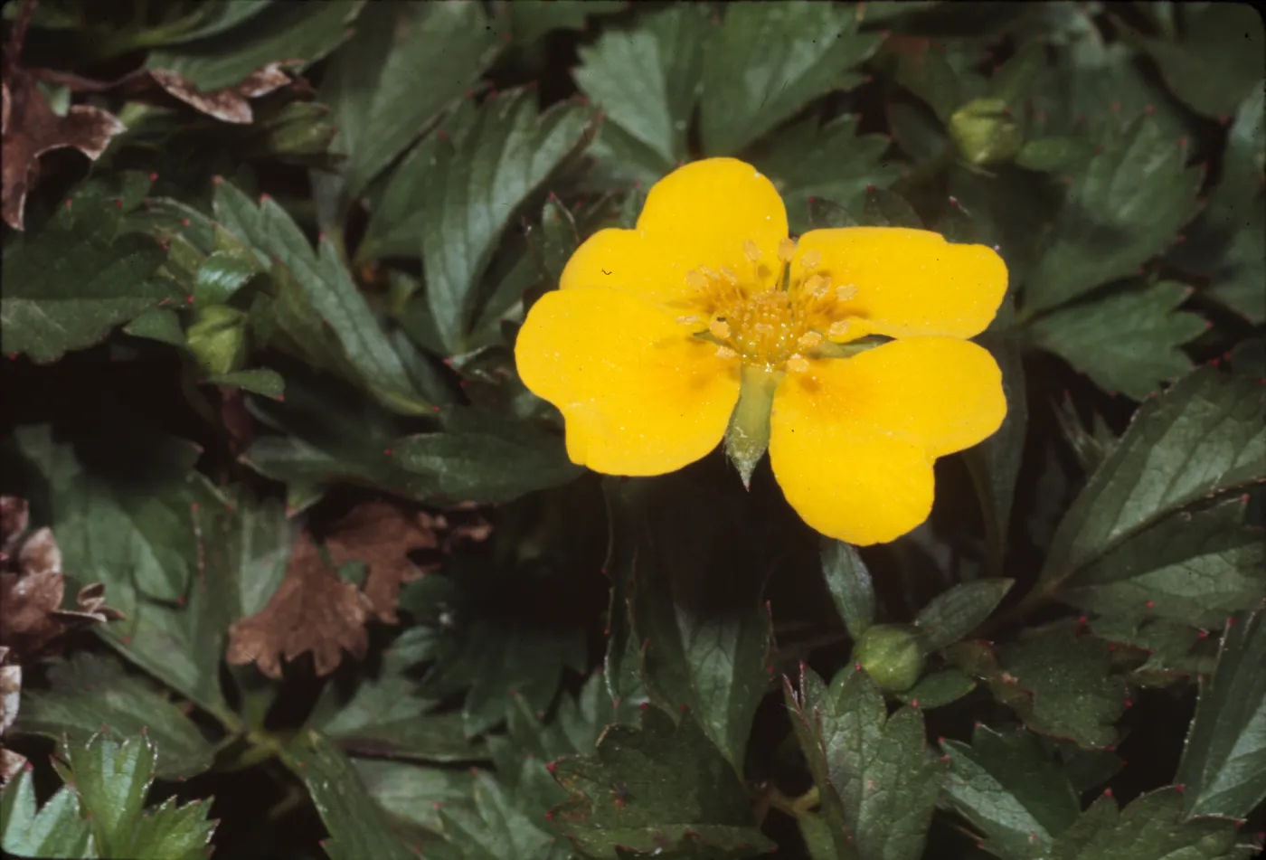 Duchesnea indica