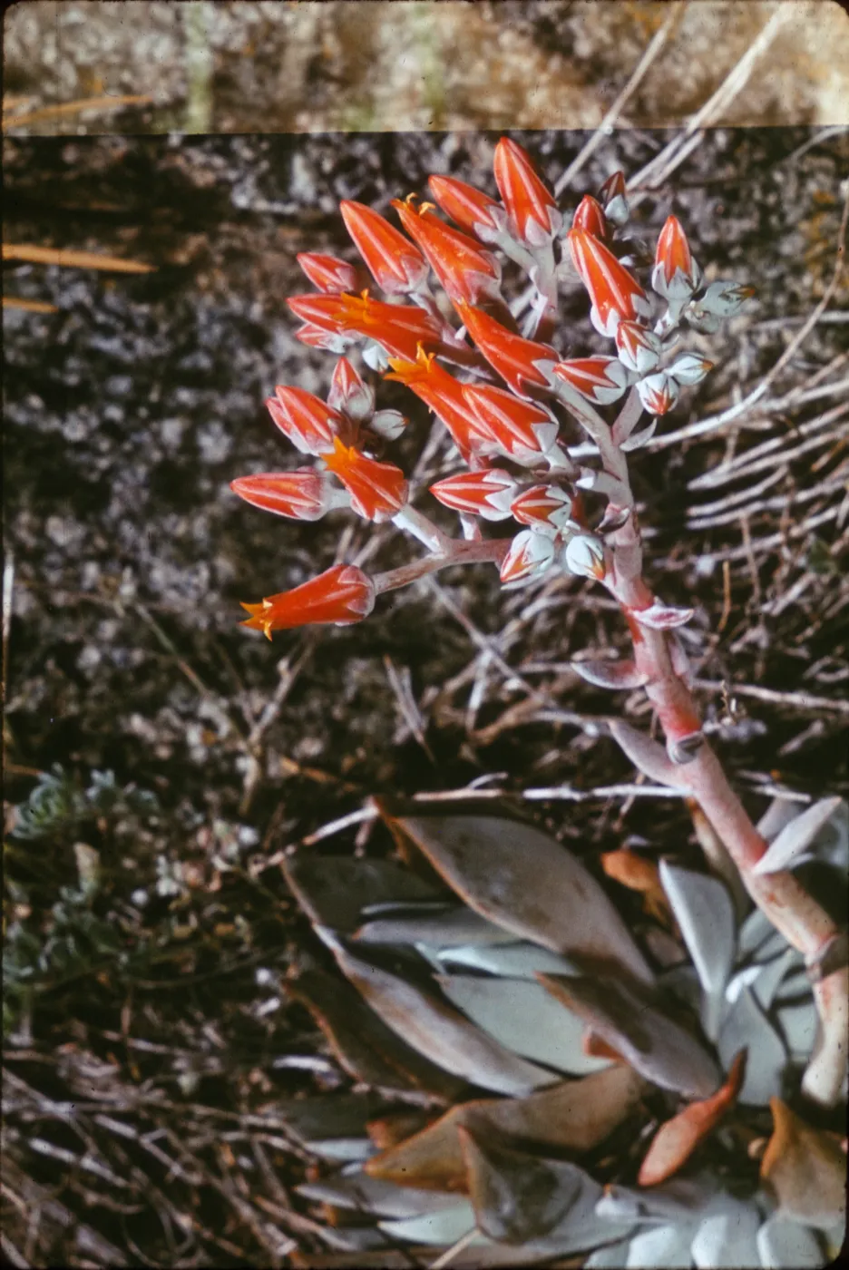 Dudleya cymosa