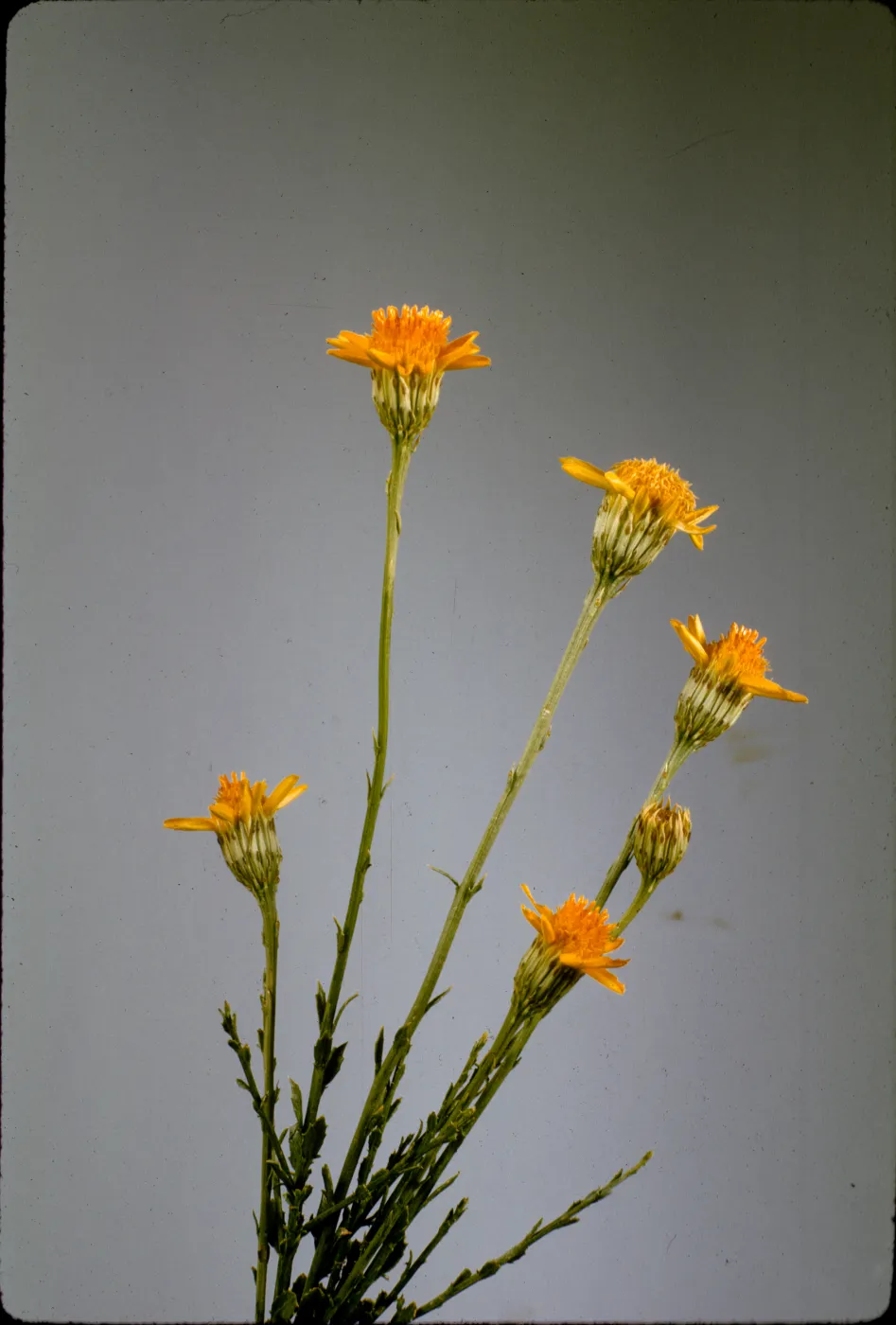 Dyssodia porophylloides