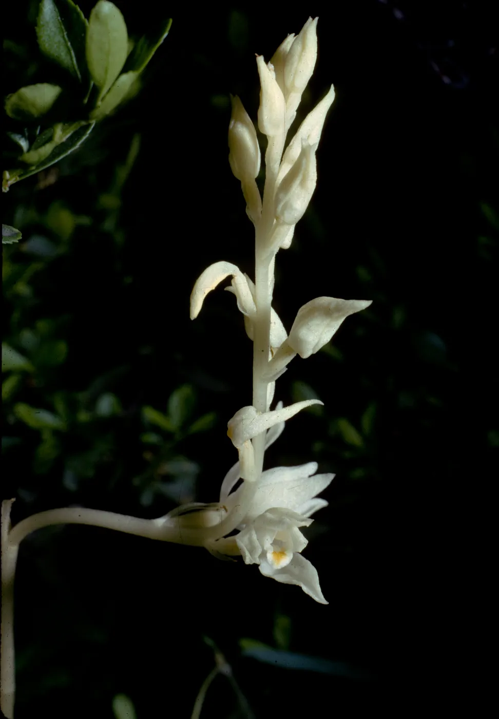 Cephalanthera austiniae