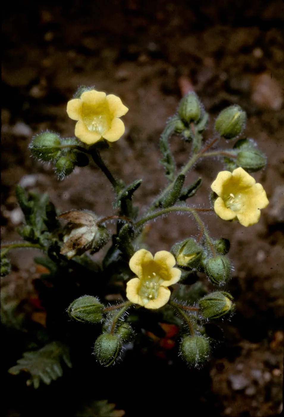 Emmenanthe penduliflora