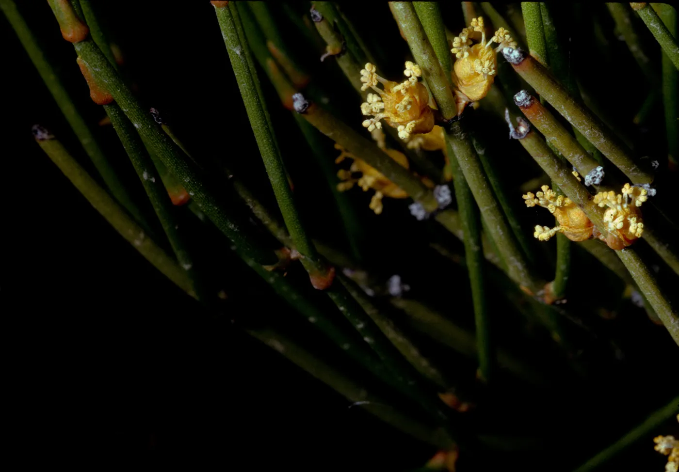 Ephedra viridis