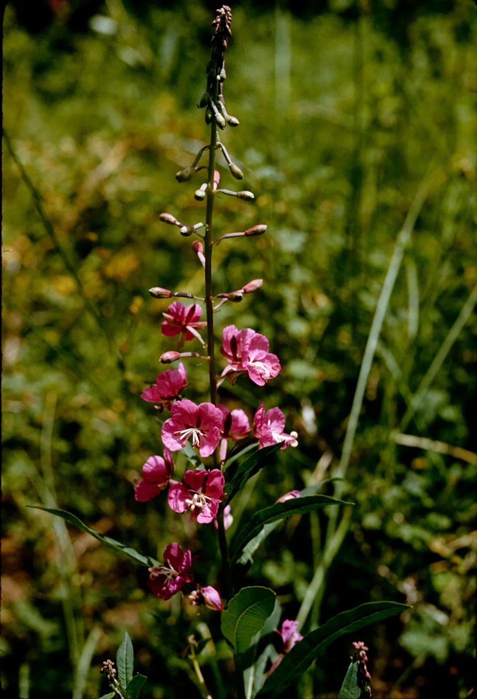 Epilobium angustifolium