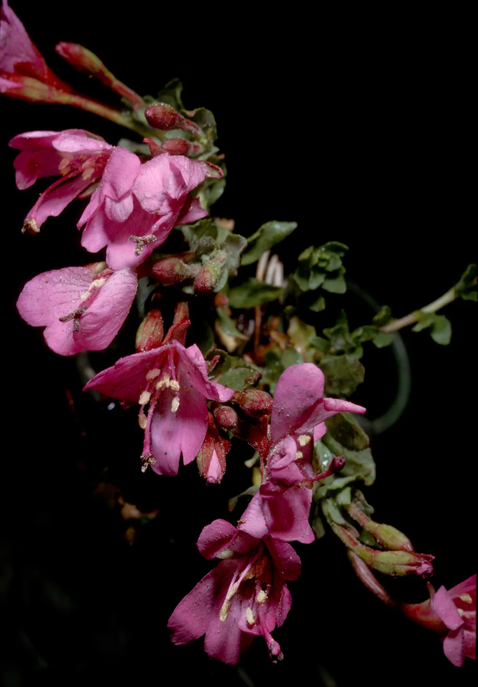 Epilobium obcordatum