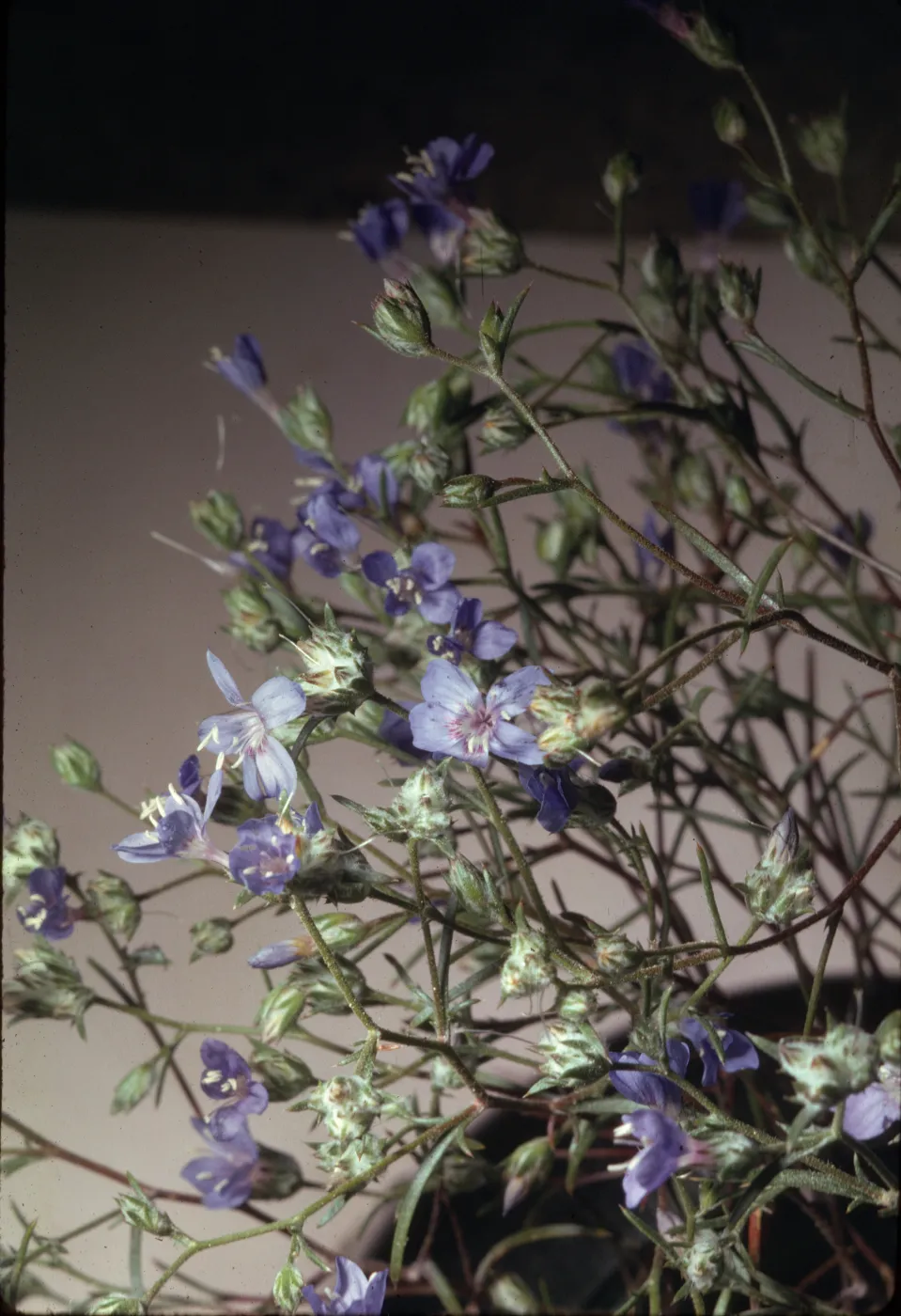 Eriastrum sapphirinum ssp. ambiguum