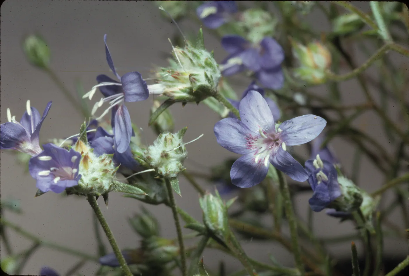 Eriastrum sapphirinum ssp. ambiguum