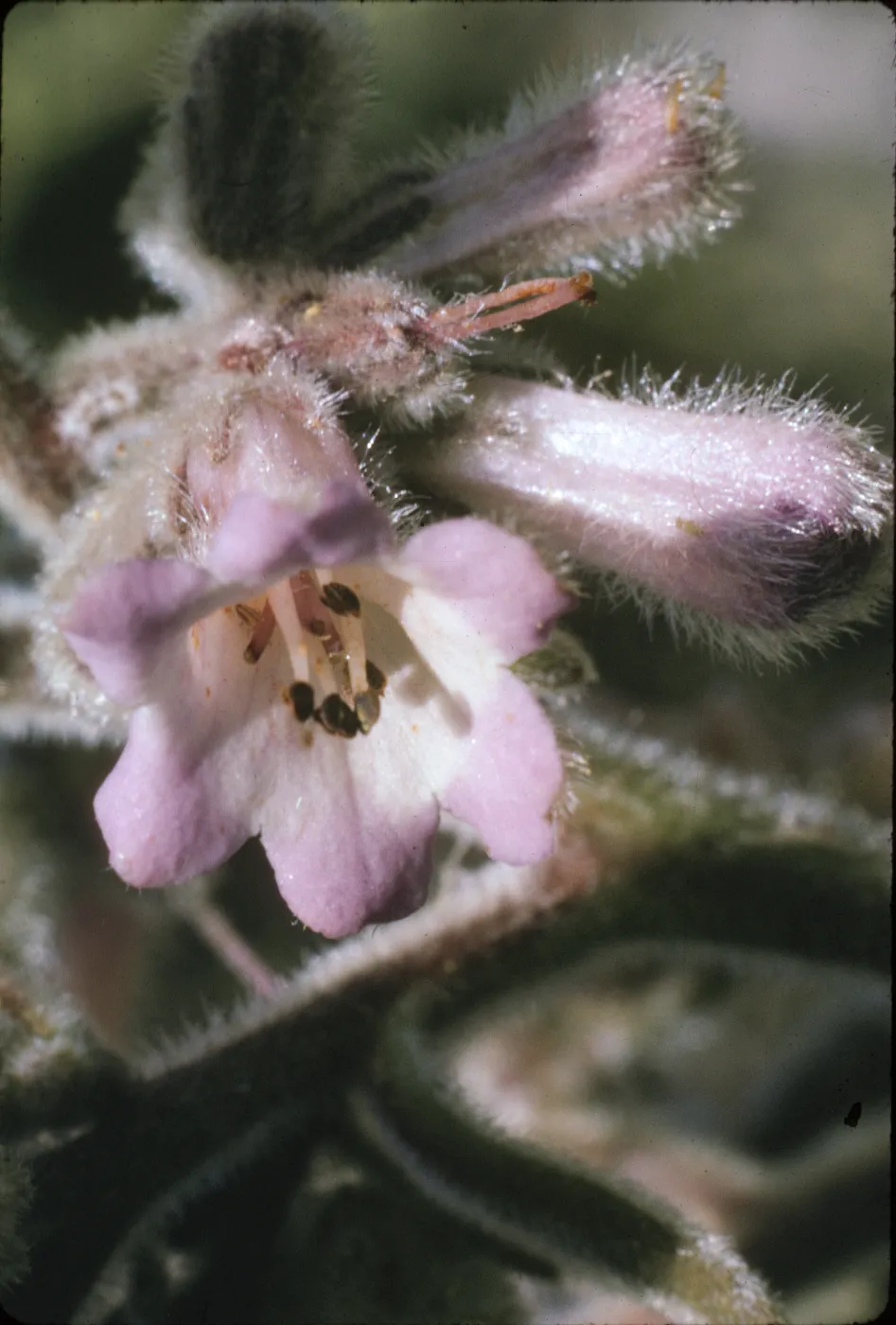 Eriodictyon trichocalyx ssp. lanatum