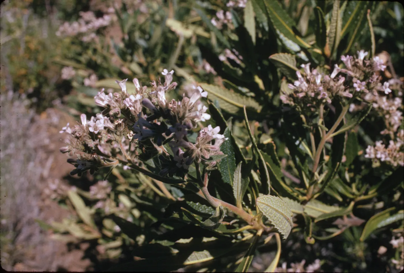Eriodictyon trichocalyx