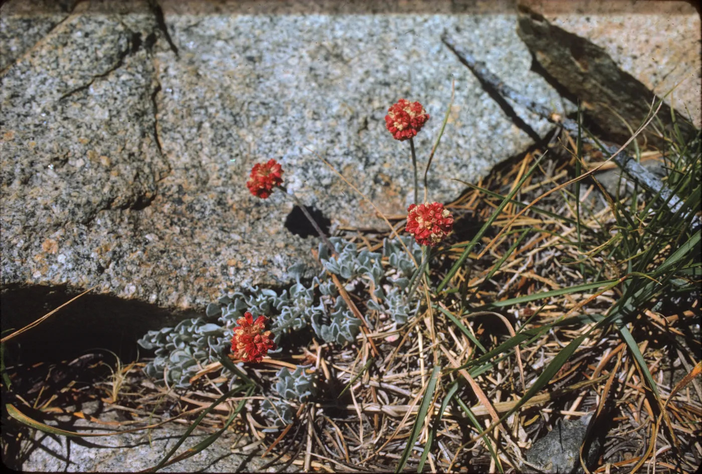 Eriogonum ovalifolium var. nivale