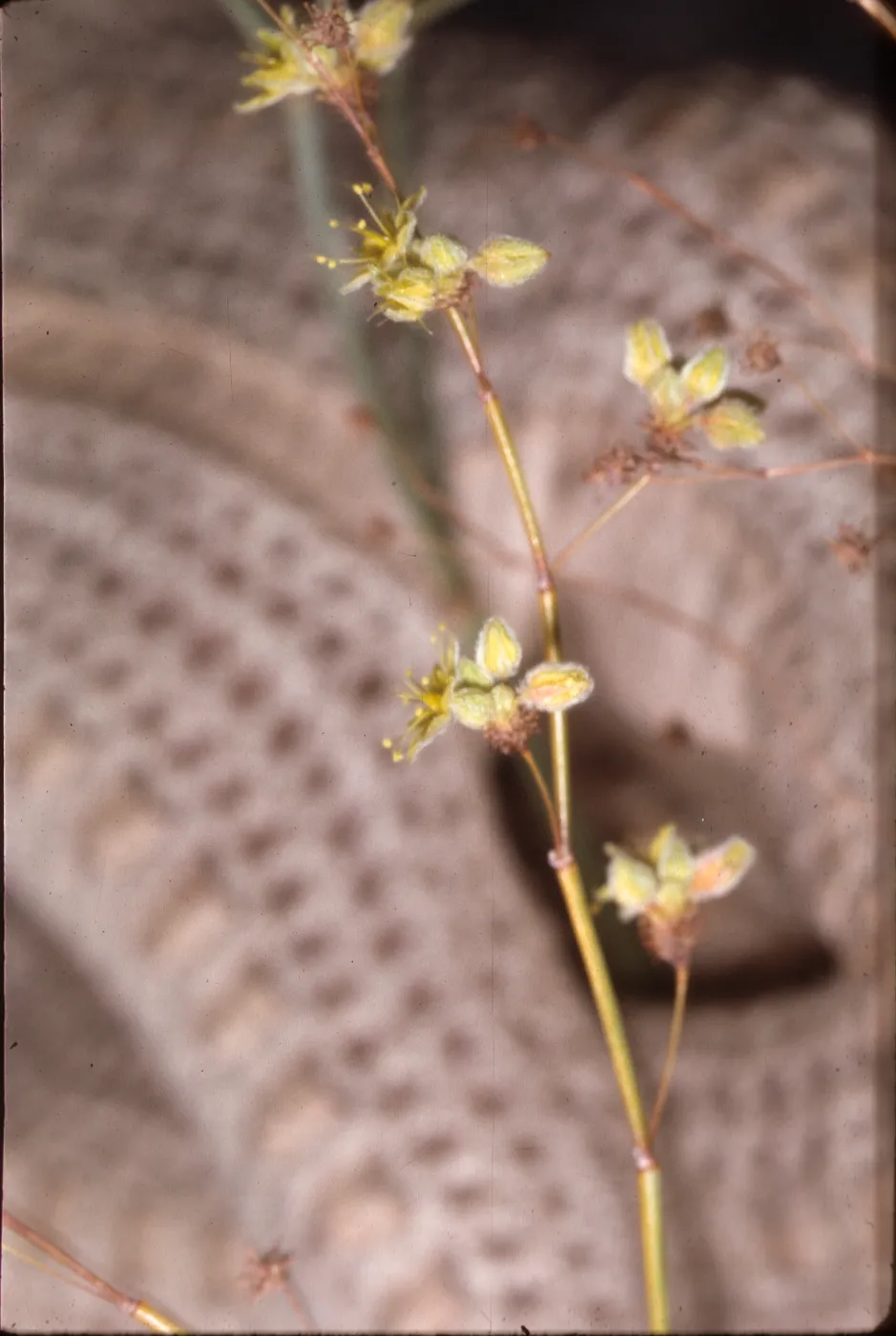 Eriogonum trichopes