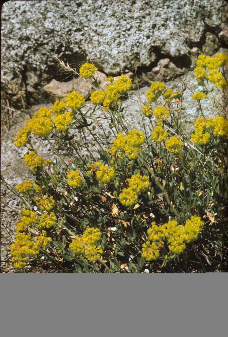 Eriogonum umbellatum