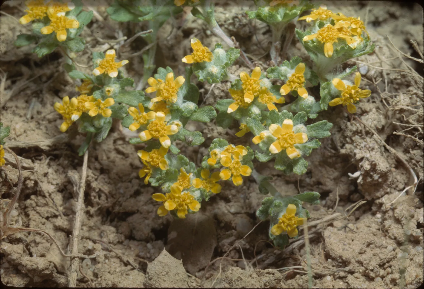 Eriophyllum wallacei