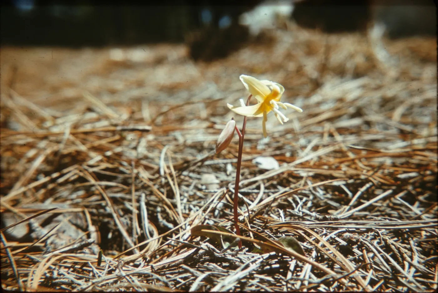 Erythronium californicum