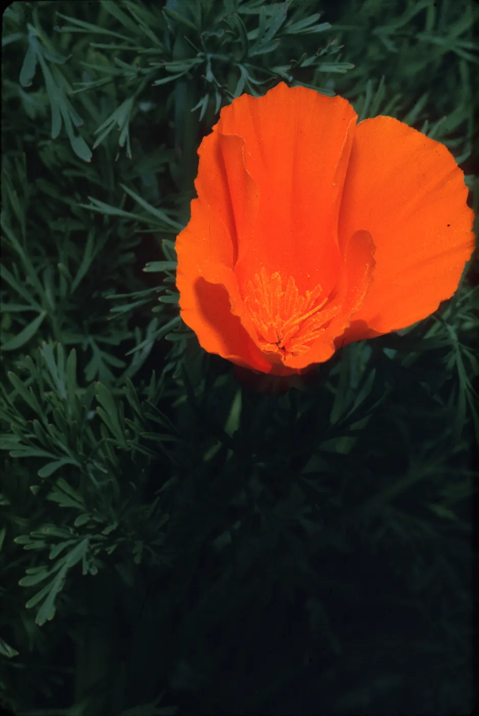 Eschscholzia californica
