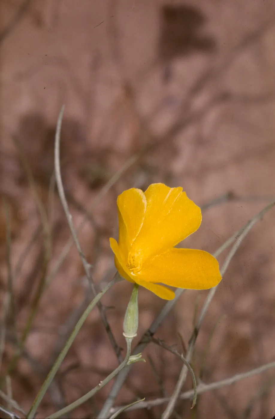 Eschscholzia parishii
