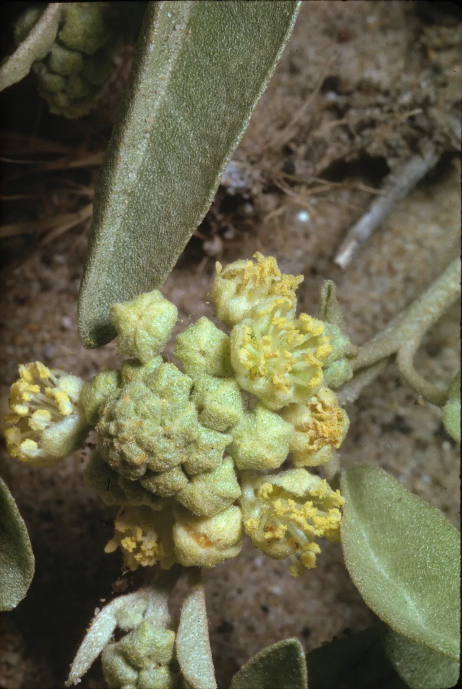 Croton
