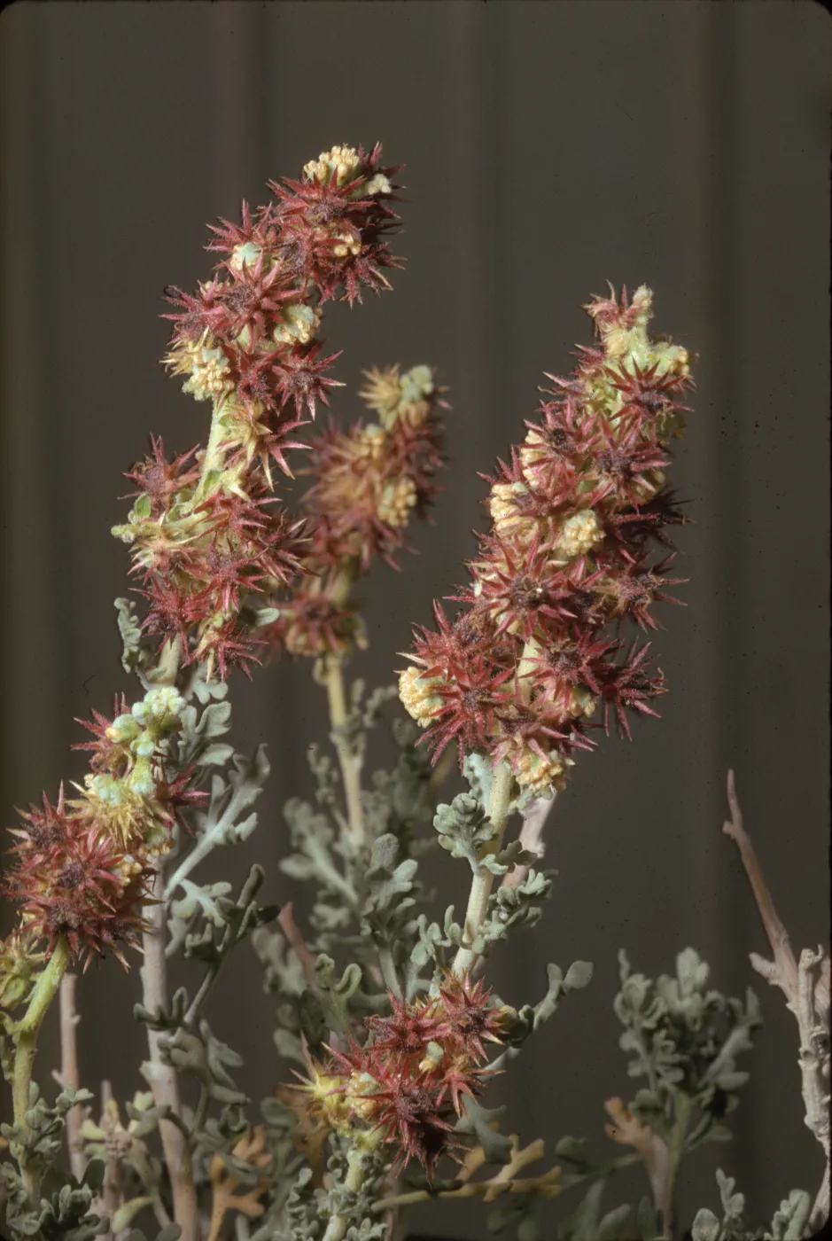 Franseria dumosa